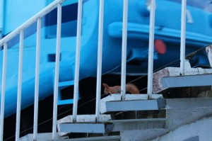 IMG_08011-700x466