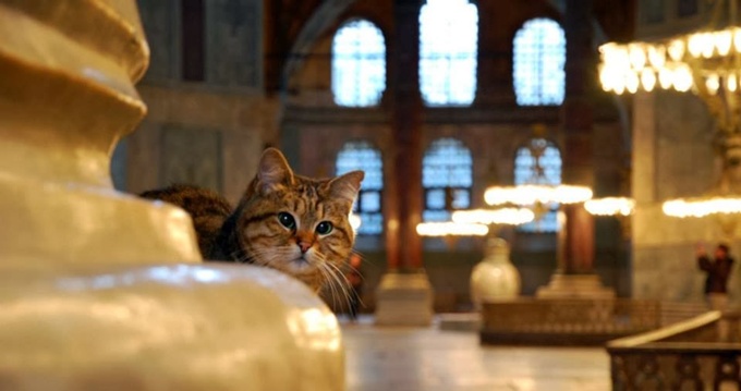 ayasofya-kedosu