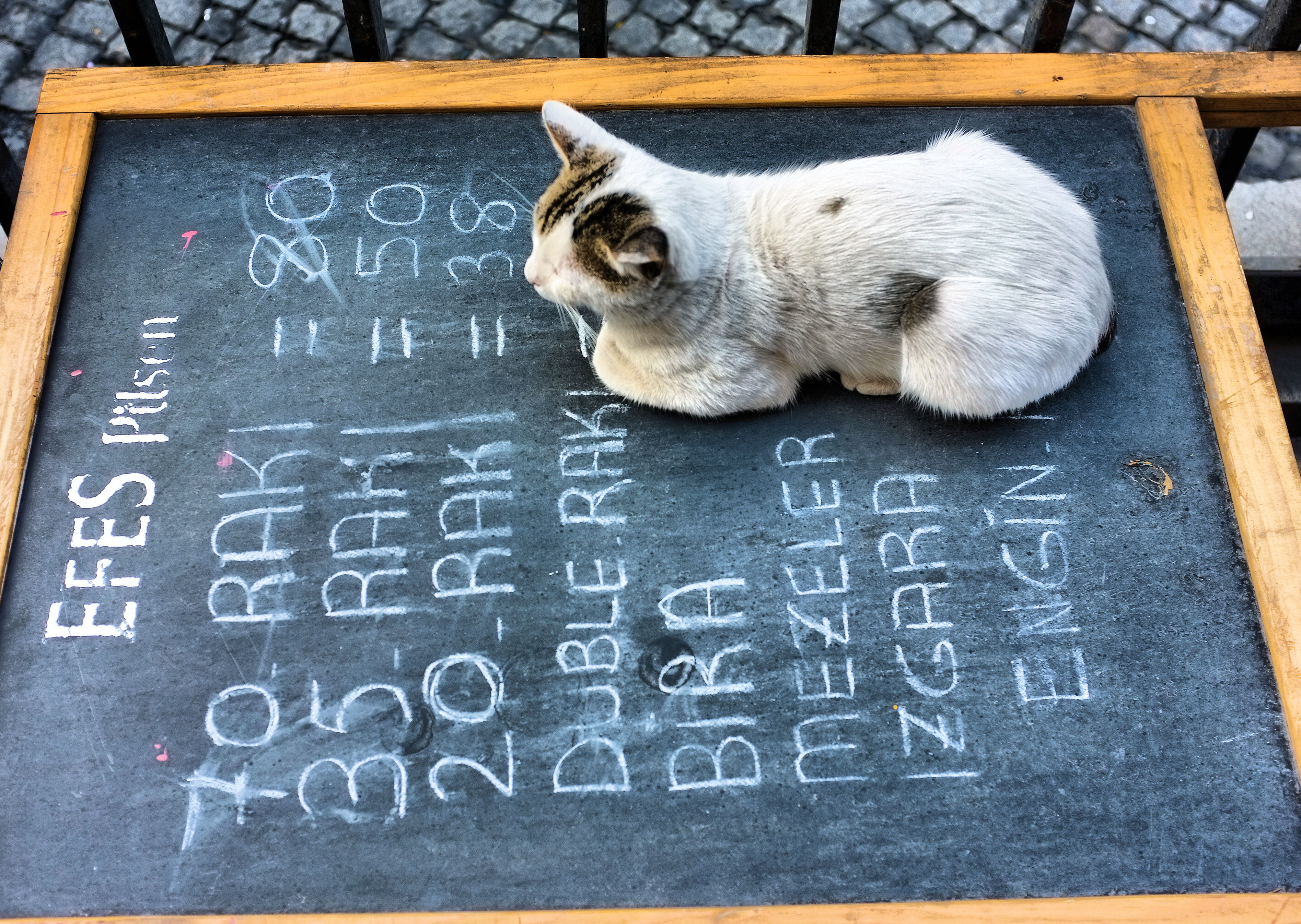hedy-bach-photography-mobilephotography-turkish-cats-3