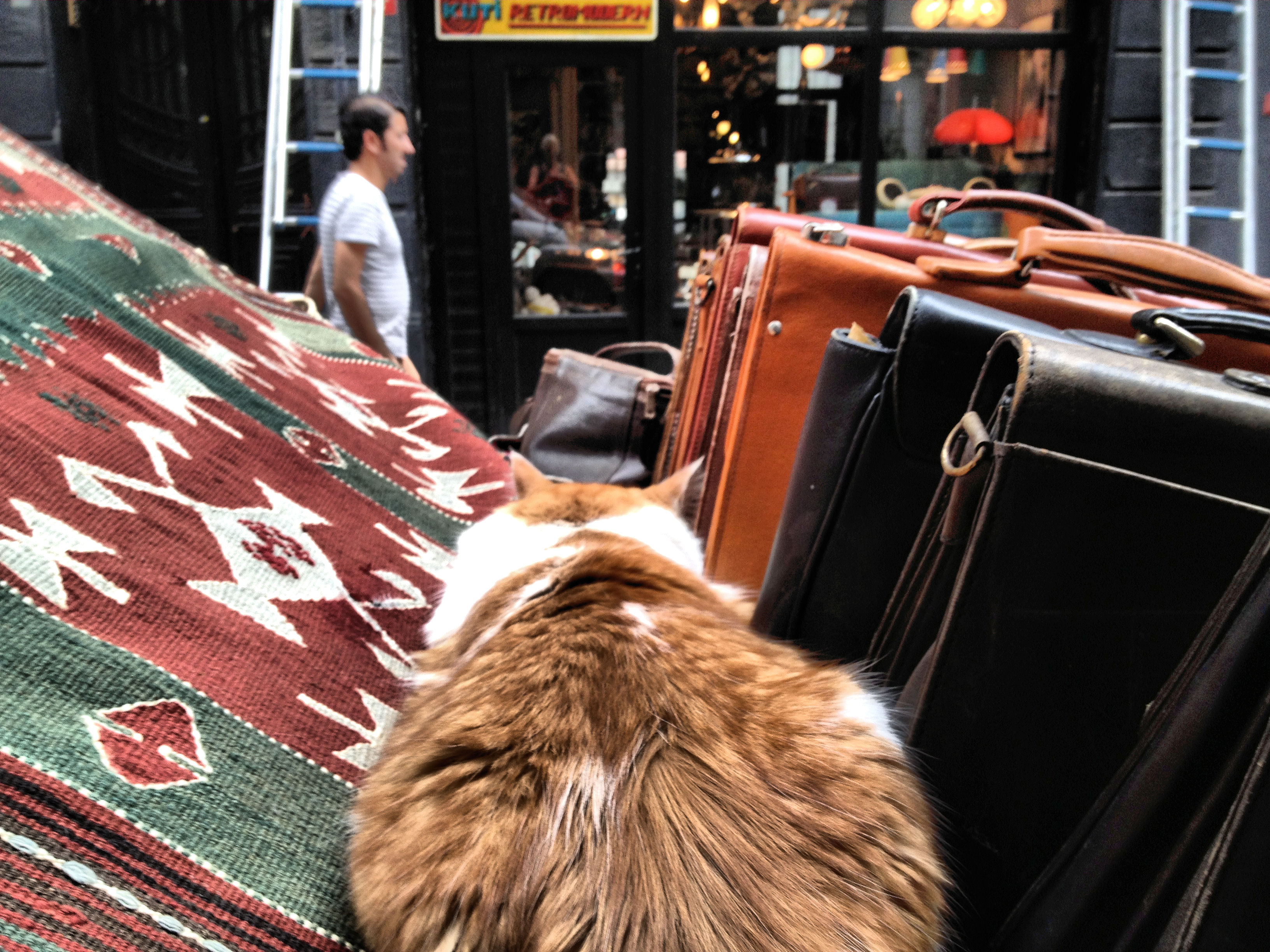 hedy-bach-photography-mobilephotography-turkish-cats-istanbul-2